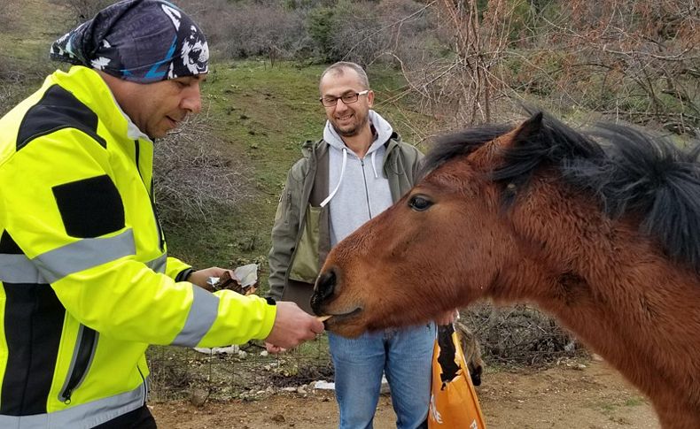 Yılkı atlarını elleriyle beslediler