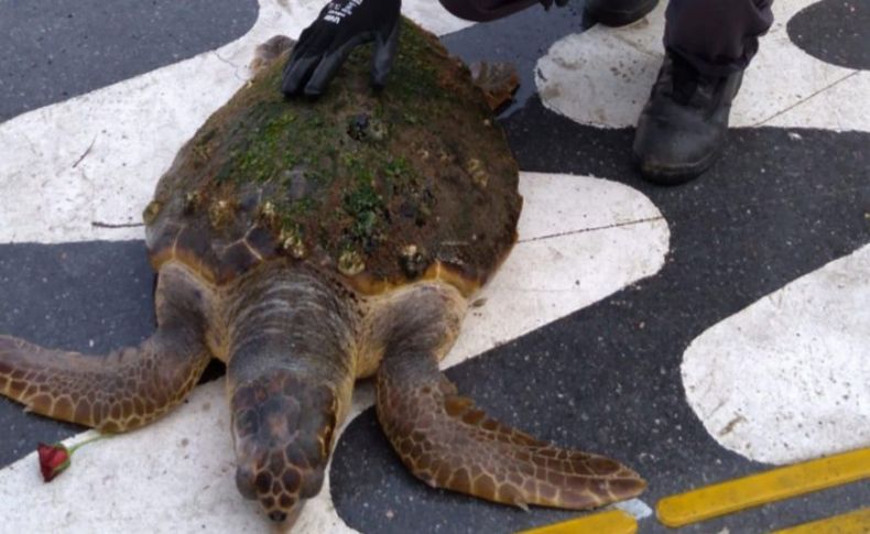 Yolunu kaybeden caretta carettaya İzmir şefkati!