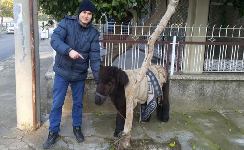 Yolunu kaybeden sevimli ata vatandaş sahip çıktı