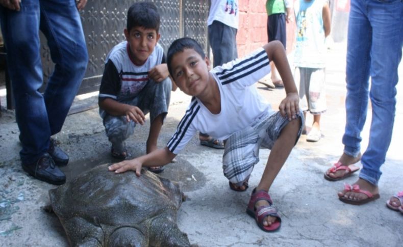 Yolunu şaşıran 40 kiloluk kaplumbağa çocukların neşe kaynağı oldu