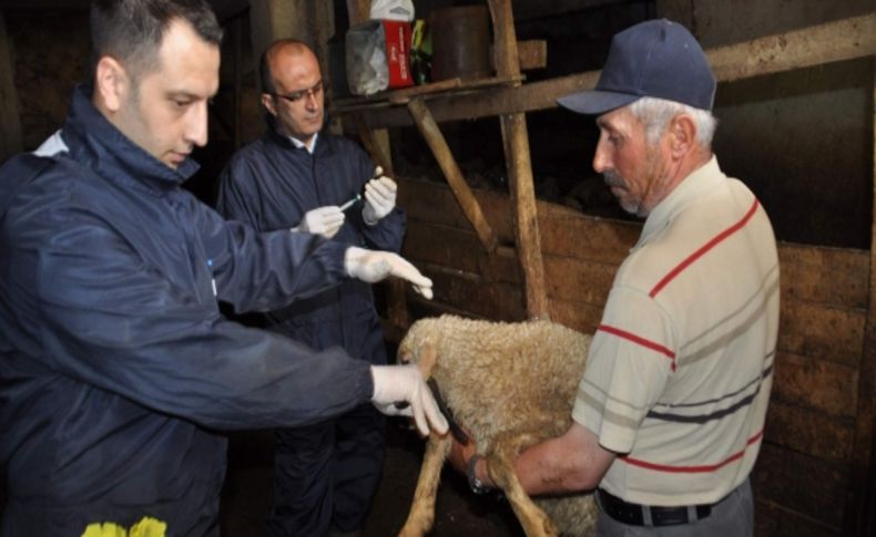 Yozgat’ta 200 bin küçükbaş hayvana veba aşısı yapılacak