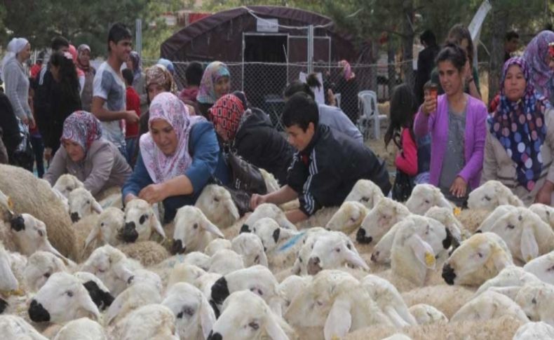 Yozgat'ta Hami-Yet ailesine 320 kurbanlık dağıtıldı