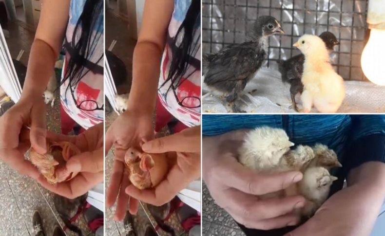 4 civcive yaşam veren hikaye!