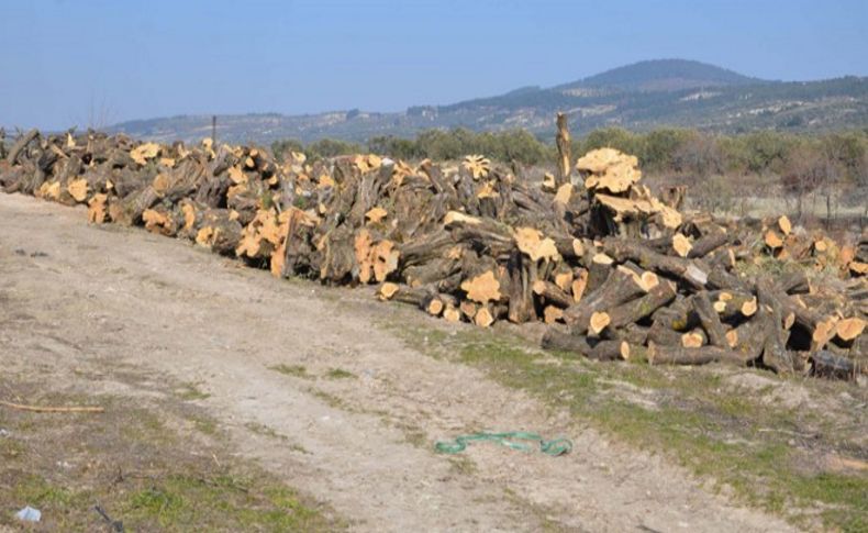 Zeytin ağaçlarını TBMM'ye taşıdı