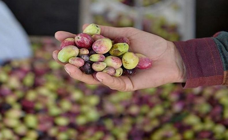 Zeytin ihracatında rekor