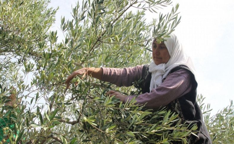 Zeytin ve zeytinyağı ihracatı arttı