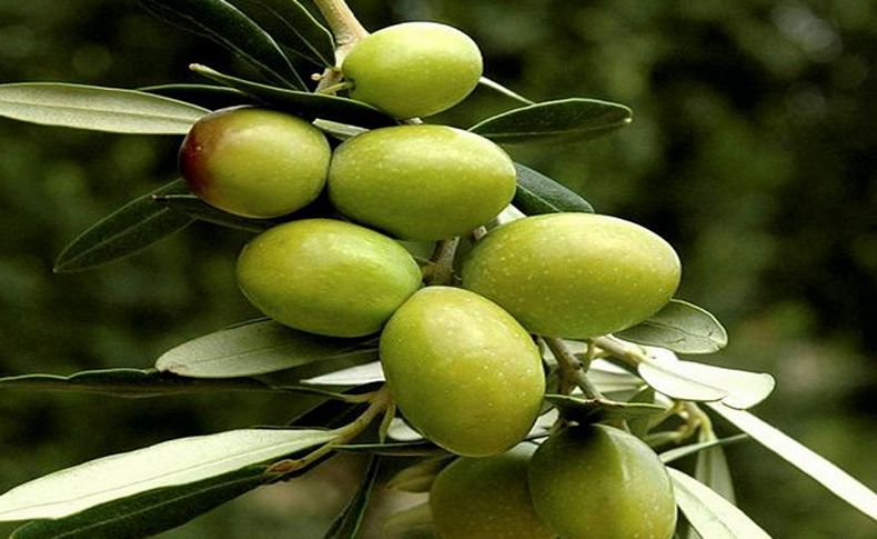 Zeytin ve zeytinyağı rekolte tahminleri açıklandı