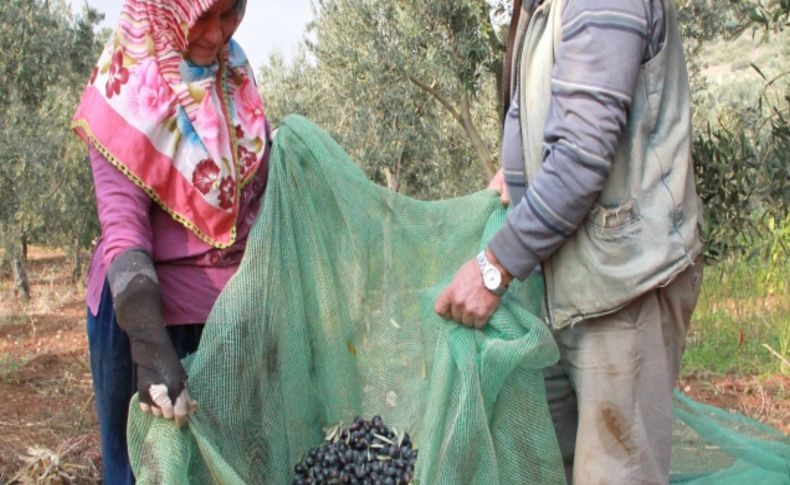 Zeytin sineğindeki artış korkutuyor