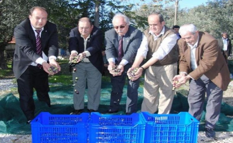 Zeytinde rekolte yüksek ama çiftçinin sıkıntısı bitmiyor