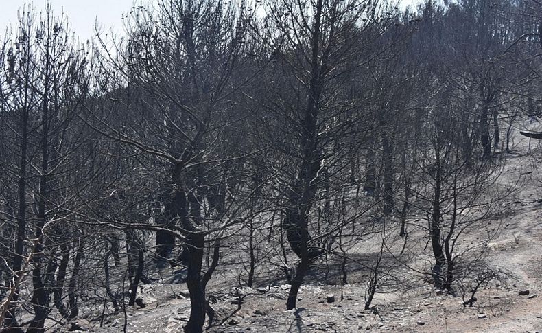 Zümrüt ormanlar karalar bağladı