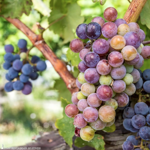 İzmir “Tercih Edilen Destinasyon” olmak için finalde