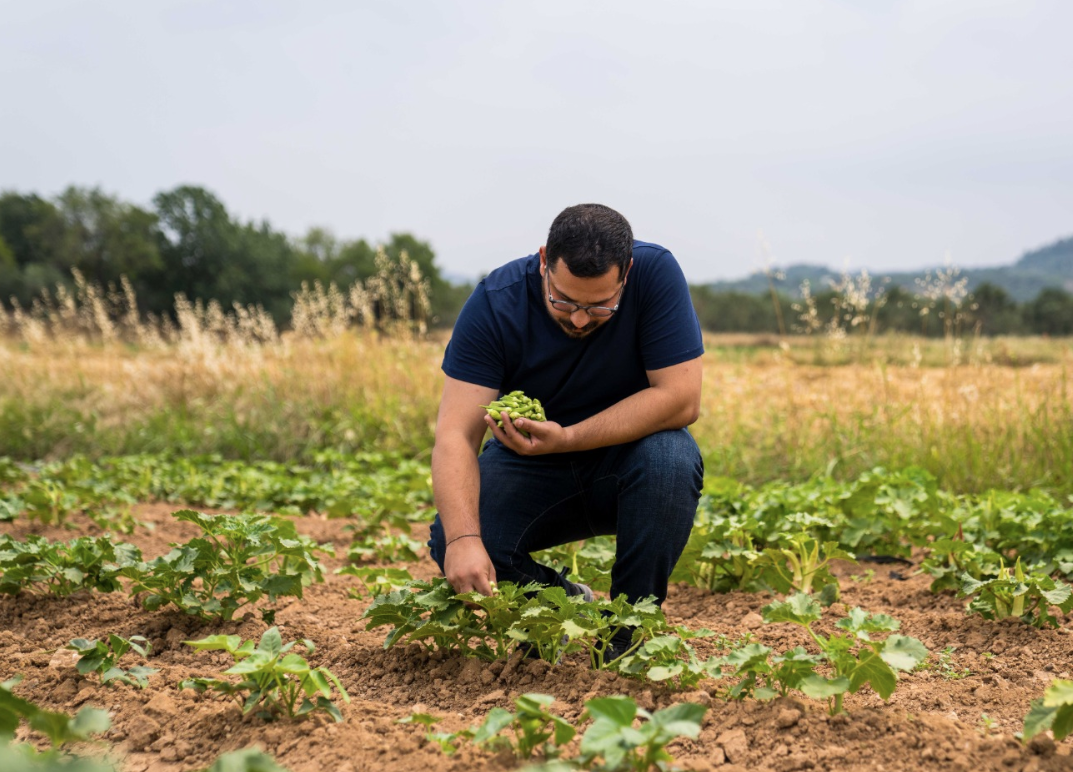 Kuraklıkla mücadele sürüyor; Susuz bamya İzmir’e yayılıyor
