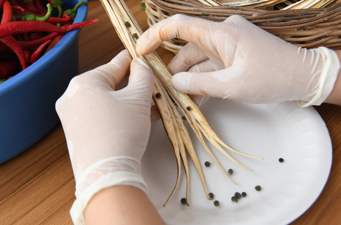 Atalık tohumların koruyucusu Bornova Belediyesi