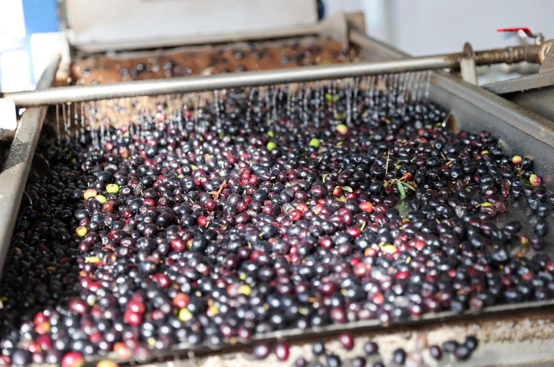 Buca Belediyesi zeytin hasadına başladı