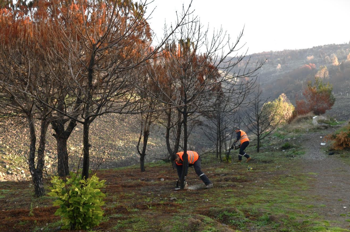 Çiğli Belediyesi Orman Yangınının İzlerini Silmek İçin Seferber Oldu