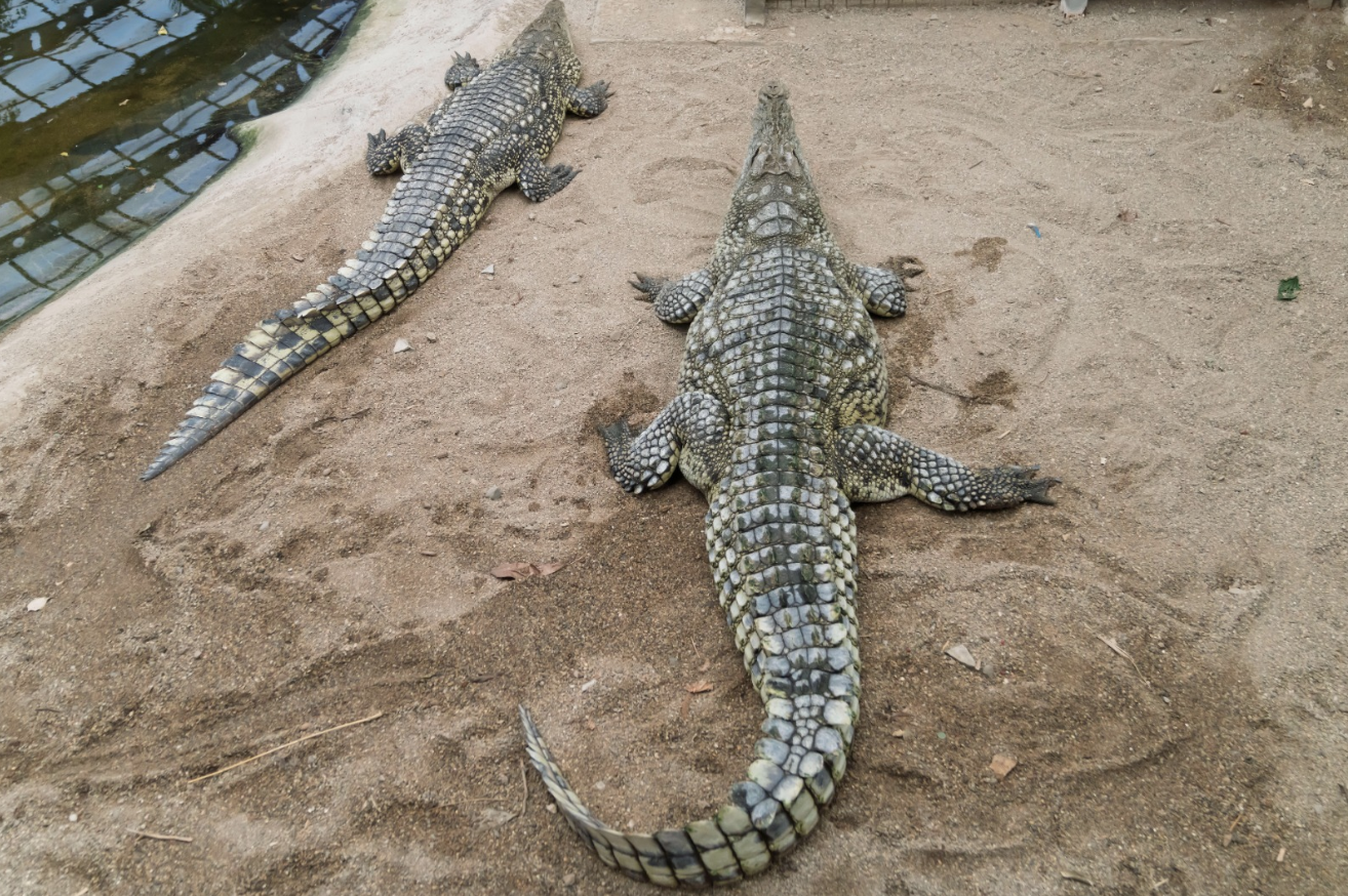 Doğal Yaşam Parkı’nda hedef 1 milyon ziyaretçi