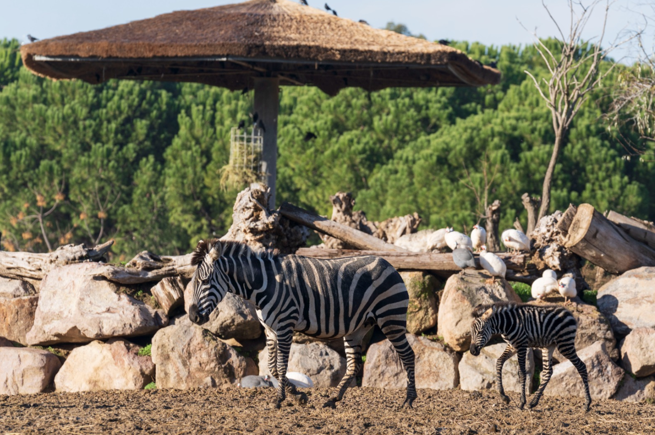 Doğal Yaşam Parkı’nda hedef 1 milyon ziyaretçi