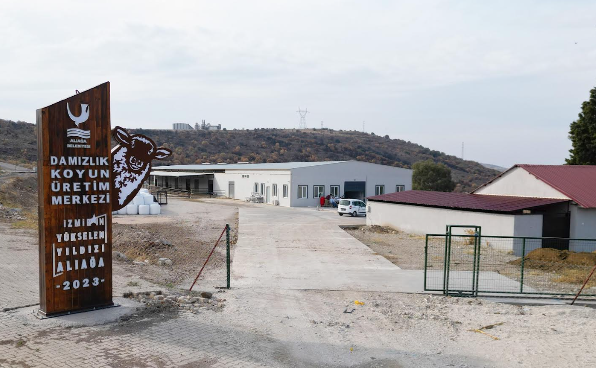 Aliağalı Koyun Üreticilerine Yüzde 75 Hibeli Koç Dağıtımı Başlıyor