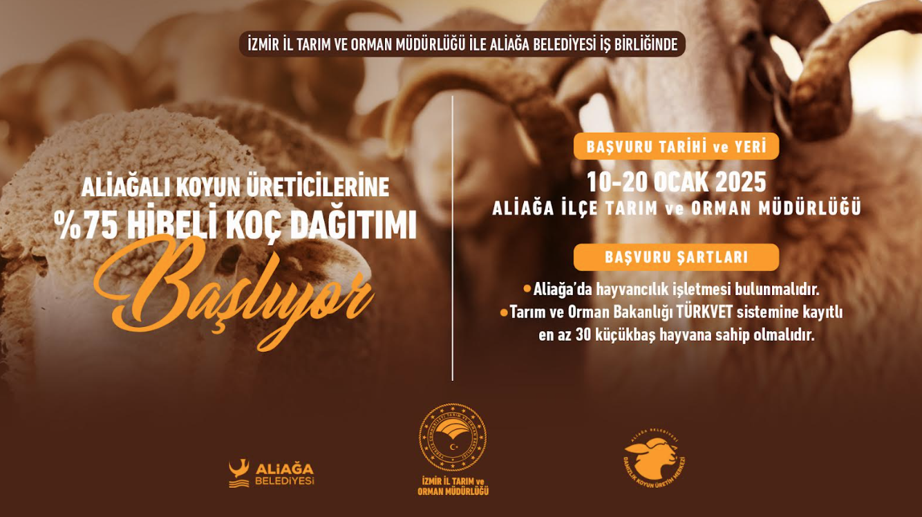 Aliağalı Koyun Üreticilerine Yüzde 75 Hibeli Koç Dağıtımı Başlıyor