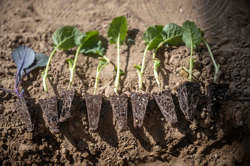 Bornova’da minik eller toprakla buluştu