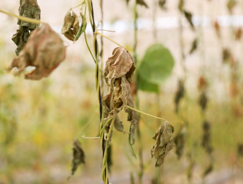 BUCA BELEDİYESİ'NİN SERASINA HAİN SALDIRI